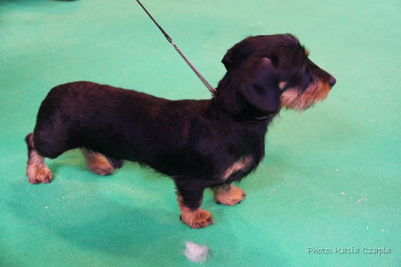 Crufts2010 267.jpg